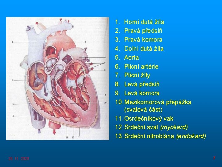 1. Horní dutá žíla 2. Pravá předsíň 3. Pravá komora 4. Dolní dutá žíla