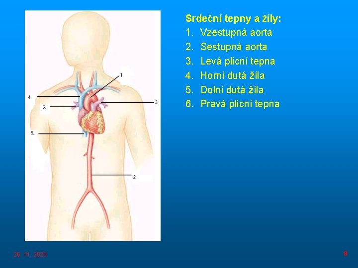 Srdeční tepny a žíly: 1. Vzestupná aorta 2. Sestupná aorta 3. Levá plicní tepna