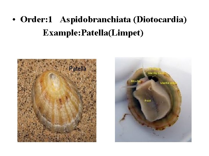  • Order: 1 Aspidobranchiata (Diotocardia) Example: Patella(Limpet) Patella 