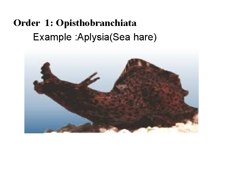 Order 1: Opisthobranchiata Example : Aplysia(Sea hare) 