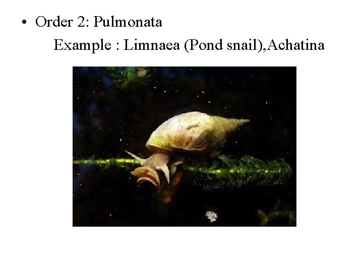  • Order 2: Pulmonata Example : Limnaea (Pond snail), Achatina 