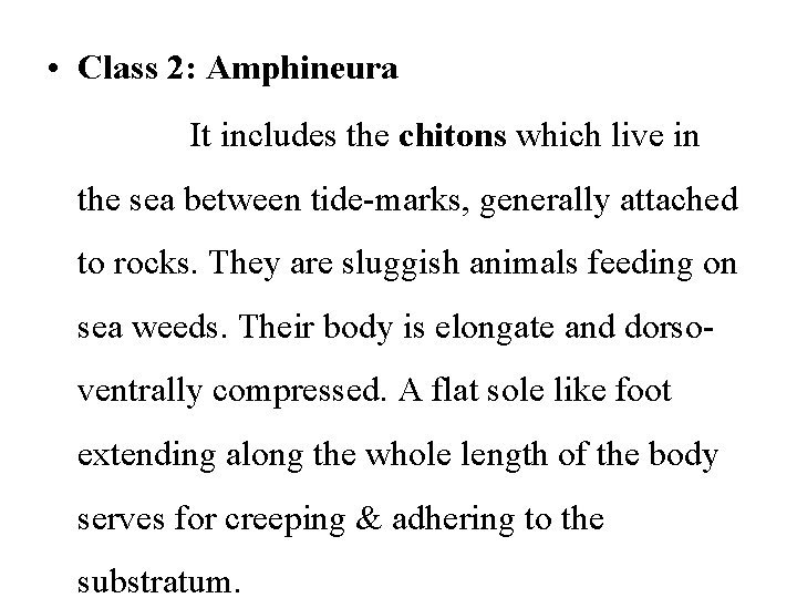  • Class 2: Amphineura It includes the chitons which live in the sea