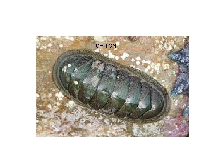 CHITON 