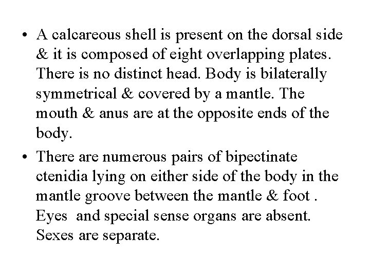  • A calcareous shell is present on the dorsal side & it is