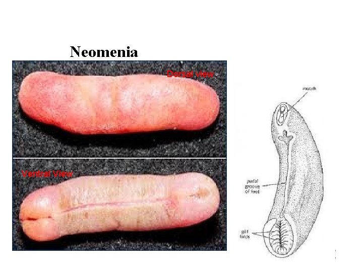 Neomenia Dorsal view Ventral View 
