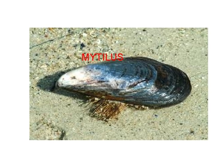 MYTILUS 