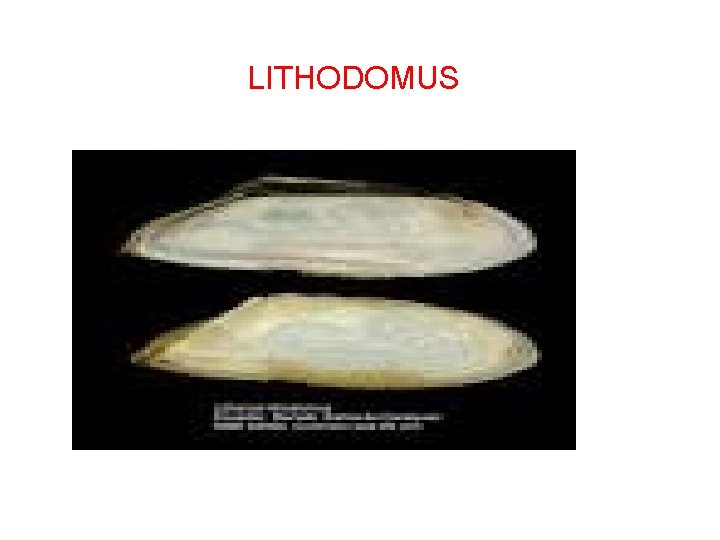 LITHODOMUS 