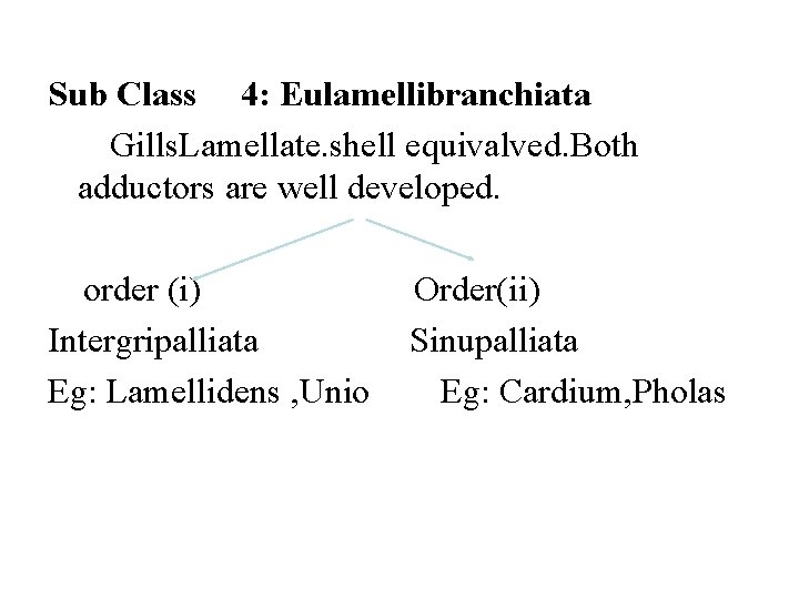 Sub Class 4: Eulamellibranchiata Gills. Lamellate. shell equivalved. Both adductors are well developed. order