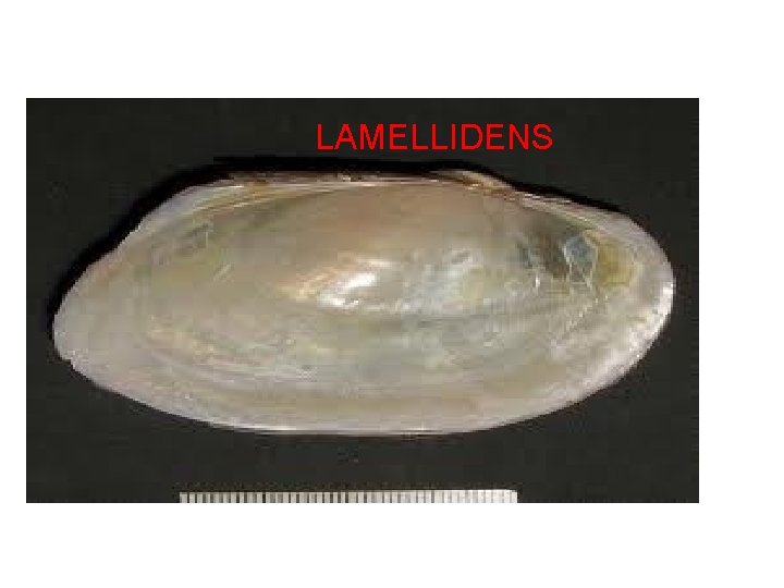 LAMELLIDENS 