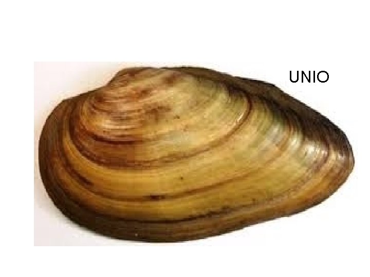 UNIO 