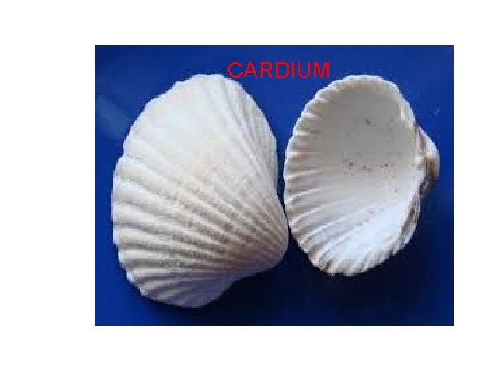 CARDIUM 