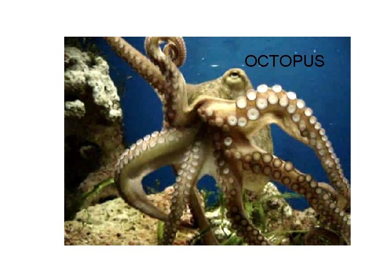 OCTOPUS 