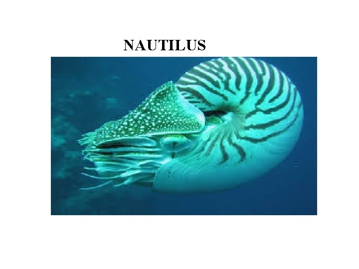 NAUTILUS 