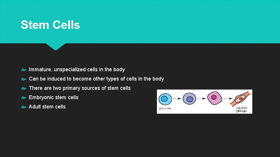 Stem Cells Immature, unspecialized cells in the body Can be induced to become other