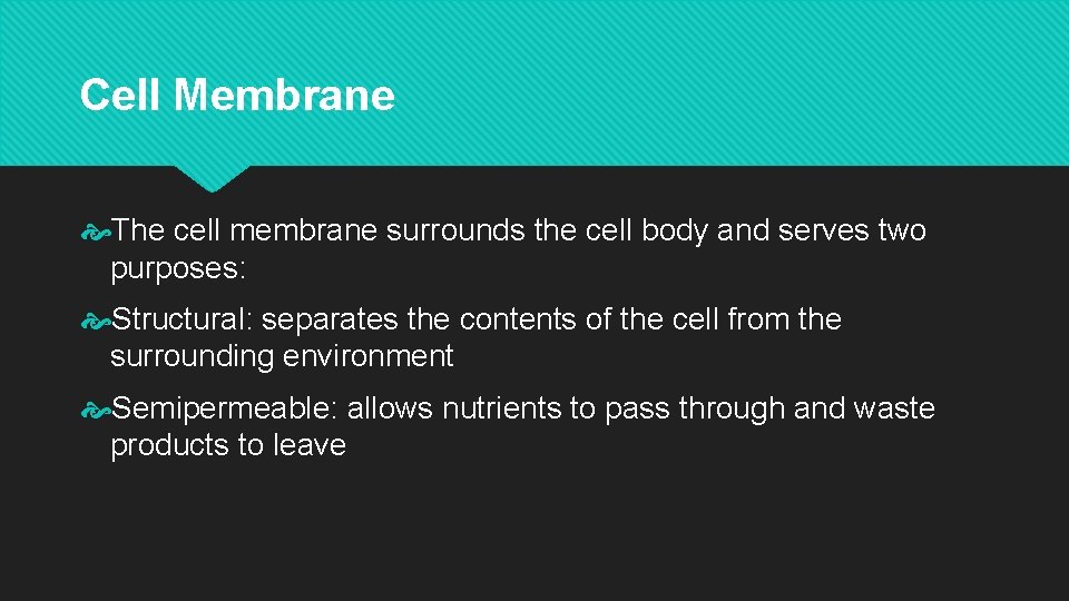 Cell Membrane The cell membrane surrounds the cell body and serves two purposes: Structural: