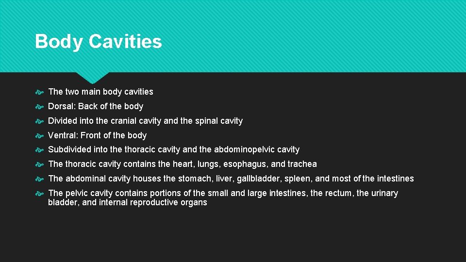 Body Cavities The two main body cavities Dorsal: Back of the body Divided into Body Cavities The two main body cavities Dorsal: Back of the body Divided into