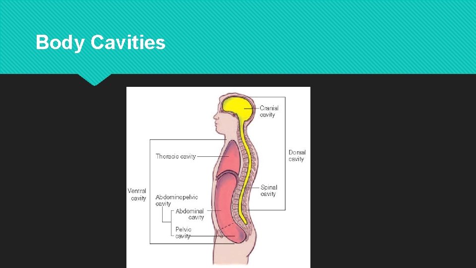 Body Cavities 