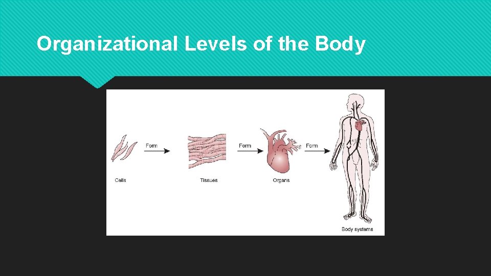 Organizational Levels of the Body 