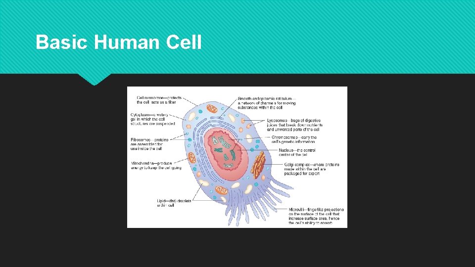 Basic Human Cell Basic Human Cell