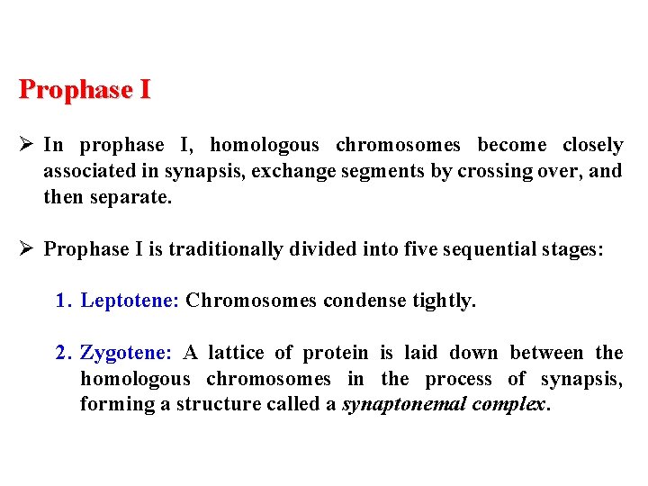 Prophase I Ø In prophase I, homologous chromosomes become closely associated in synapsis, exchange