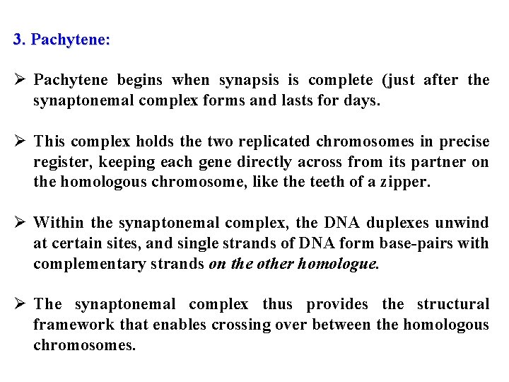 3. Pachytene: Ø Pachytene begins when synapsis is complete (just after the synaptonemal complex