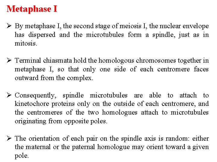 Metaphase I Ø By metaphase I, the second stage of meiosis I, the nuclear