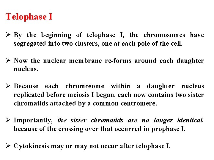 Telophase I Ø By the beginning of telophase I, the chromosomes have segregated into