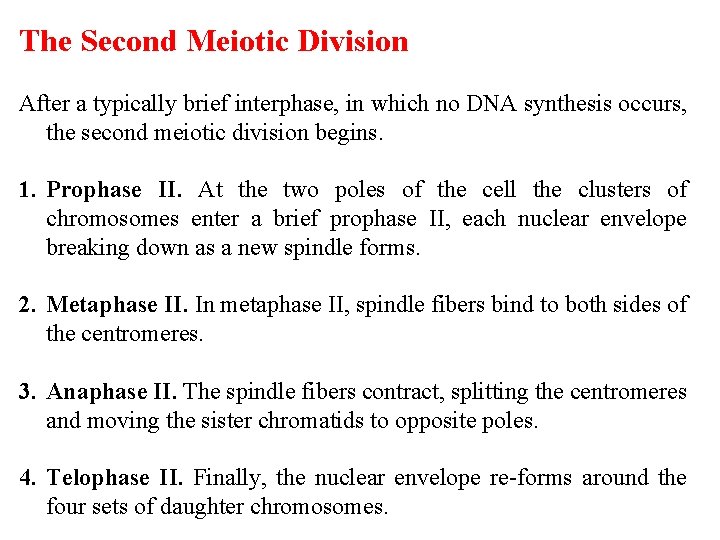 The Second Meiotic Division After a typically brief interphase, in which no DNA synthesis