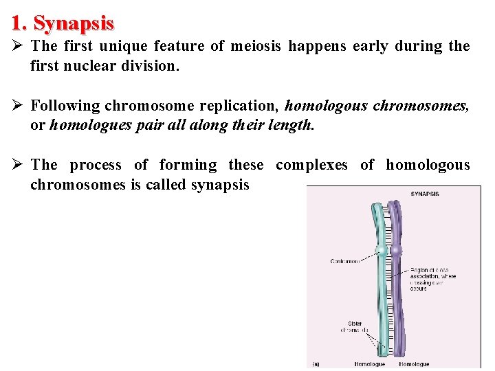 1. Synapsis Ø The first unique feature of meiosis happens early during the first