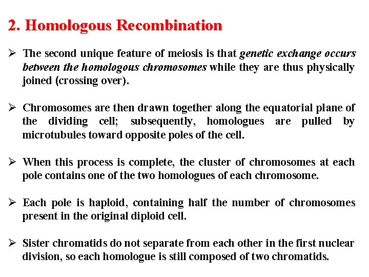 2. Homologous Recombination Ø The second unique feature of meiosis is that genetic exchange