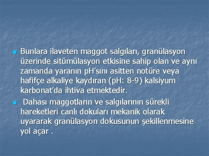 n n Bunlara ilaveten maggot salgıları, granülasyon üzerinde sitümülasyon etkisine sahip olan ve aynı
