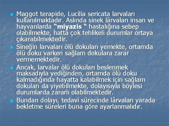 n n Maggot terapide, Lucilia sericata larvaları kullanılmaktadır. Aslında sinek lârvaları insan ve hayvanlarda