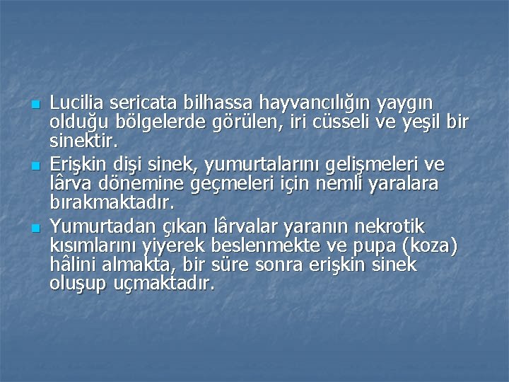 n n n Lucilia sericata bilhassa hayvancılığın yaygın olduğu bölgelerde görülen, iri cüsseli ve