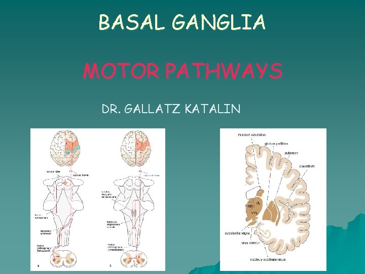 BASAL GANGLIA MOTOR PATHWAYS DR. GALLATZ KATALIN 