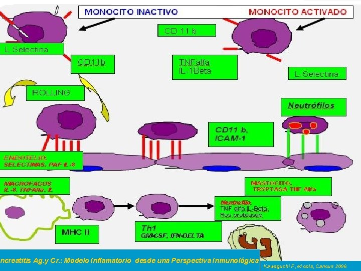 ancreatitis Ag. y Cr. : Modelo Inflamatorio desde una Perspectiva Inmunológica Kawaguchi F, et