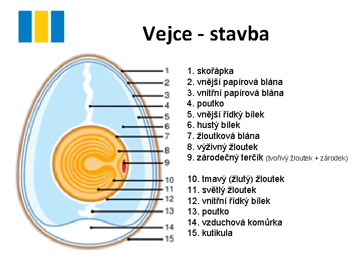 Vejce - stavba 1. skořápka 2. vnější papírová blána 3. vnitřní papírová blána 4.