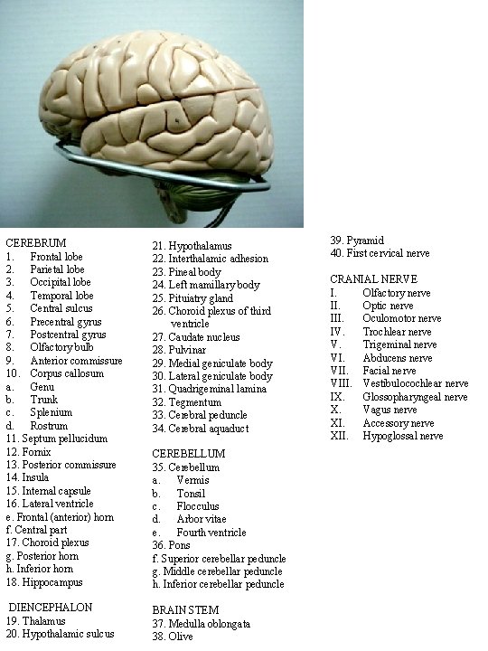 CEREBRUM 1. Frontal lobe 2. Parietal lobe 3. Occipital lobe 4. Temporal lobe 5.