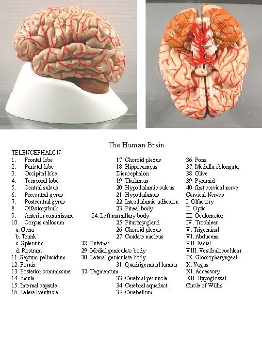 The Human Brain TELENCEPHALON 1. Frontal lobe 2. Parietal lobe 3. Occipital lobe 4.