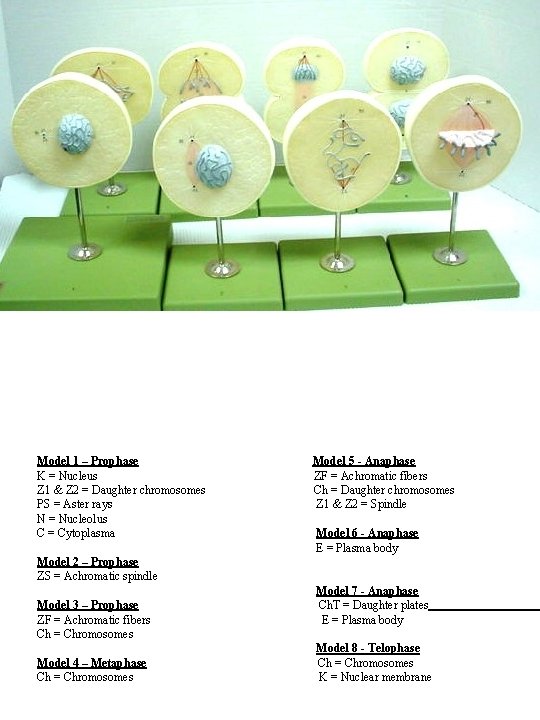 Model 1 – Prophase K = Nucleus Z 1 & Z 2 = Daughter