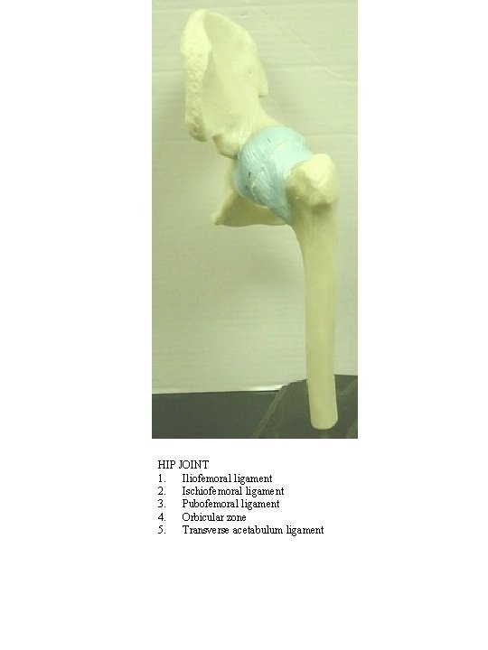 HIP JOINT 1. Iliofemoral ligament 2. Ischiofemoral ligament 3. Pubofemoral ligament 4. Orbicular zone