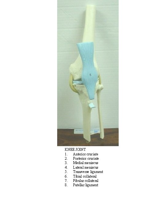 KNEE JOINT 1. Anterior cruciate 2. Posterior cruciate 3. Medial meniscus 4. Lateral meniscus