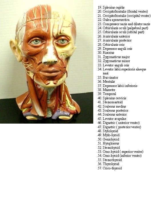 19. Splenius capitis 20. Occipitofrontalis (frontal venter) 21. Occipitofrontalis (occipital venter) 22. Galea aponeurotica