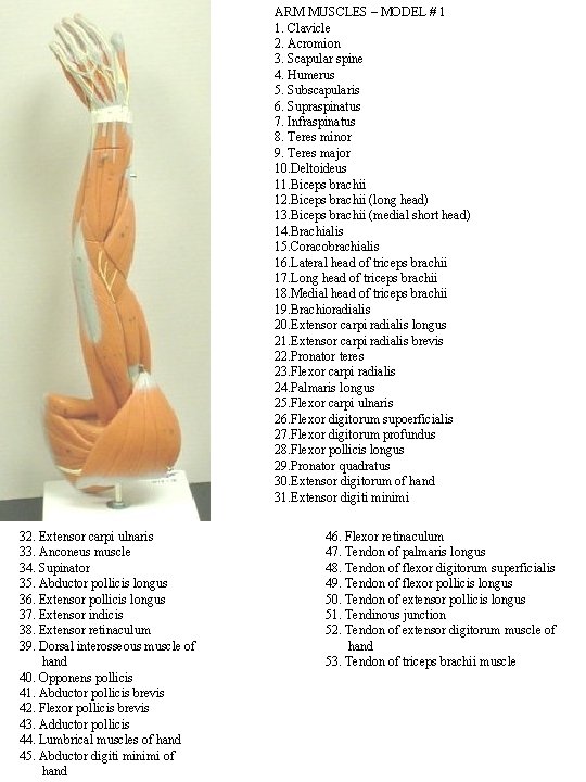 ARM MUSCLES – MODEL # 1 1. Clavicle 2. Acromion 3. Scapular spine 4.