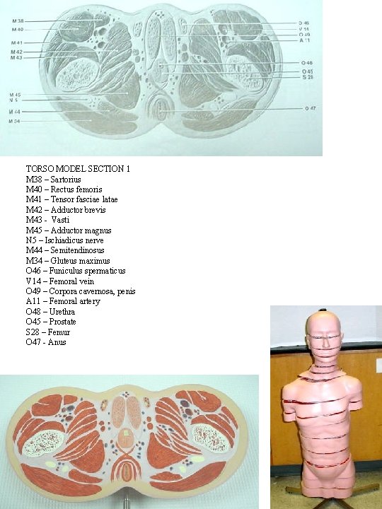 TORSO MODEL SECTION 1 M 38 – Sartorius M 40 – Rectus femoris M