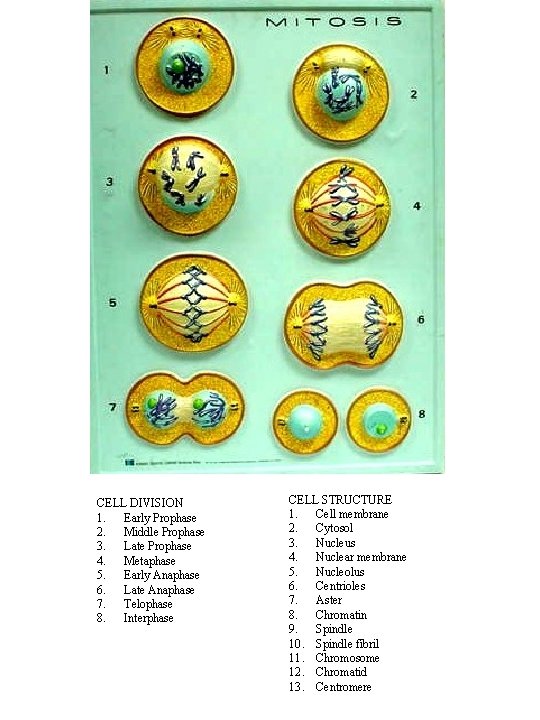 CELL DIVISION 1. Early Prophase 2. Middle Prophase 3. Late Prophase 4. Metaphase 5.