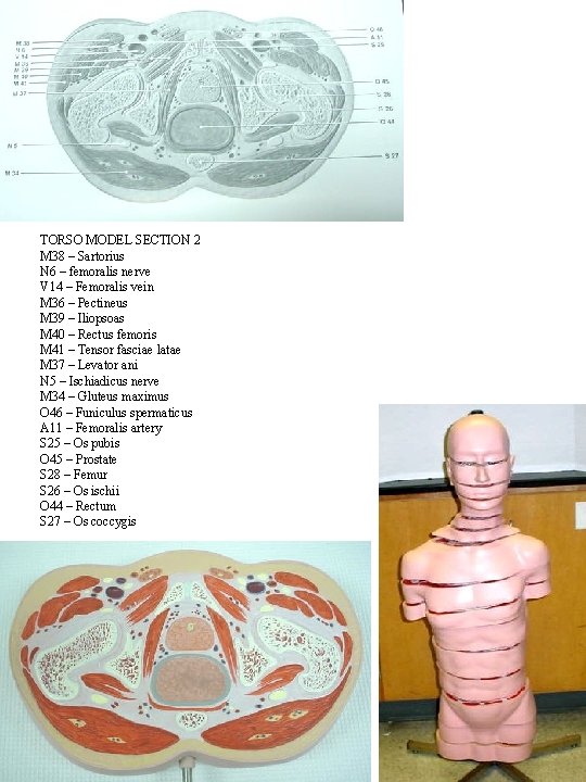TORSO MODEL SECTION 2 M 38 – Sartorius N 6 – femoralis nerve V