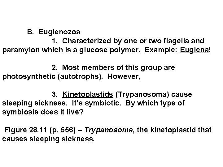  B. Euglenozoa 1. Characterized by one or two flagella and paramylon which is