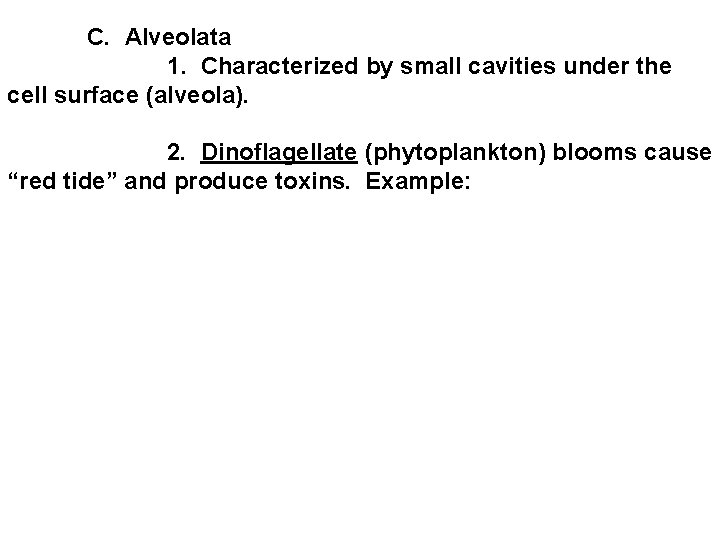  C. Alveolata 1. Characterized by small cavities under the cell surface (alveola). 2.