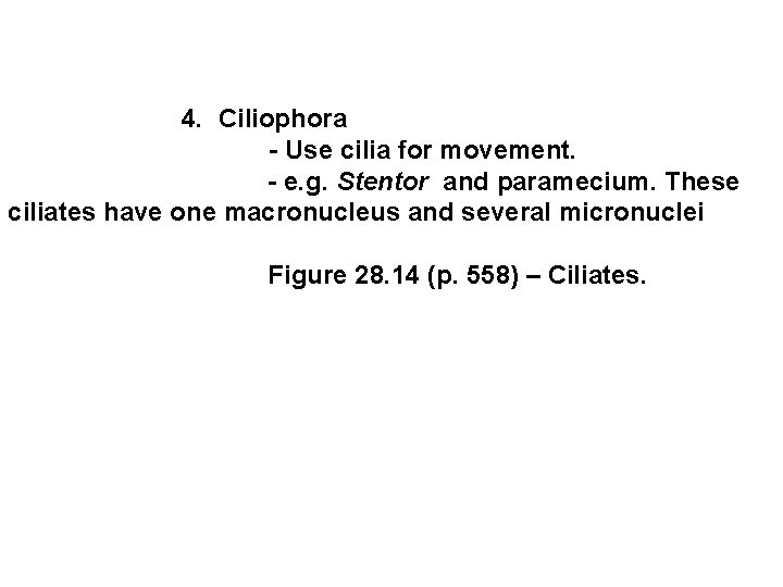  4. Ciliophora - Use cilia for movement. - e. g. Stentor and paramecium.