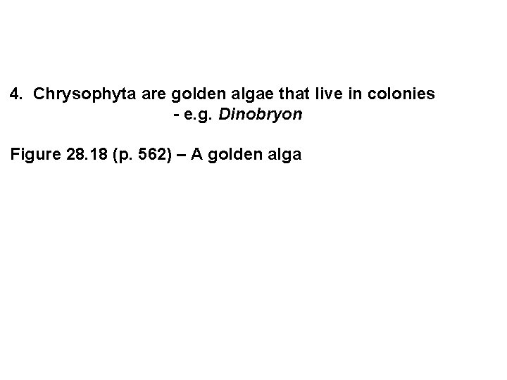  4. Chrysophyta are golden algae that live in colonies - e. g. Dinobryon